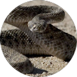 Profile photo of pete aguero