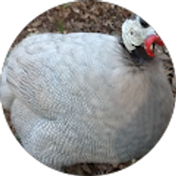 Profile photo of Anne Royall