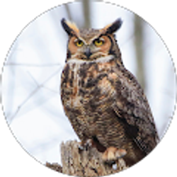 Profile photo of CHAN CHUNG