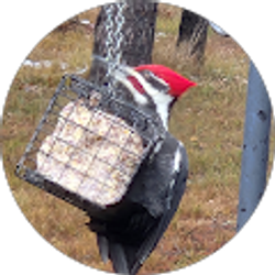 Profile photo of Charles Ping