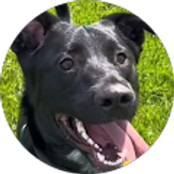 Profile photo of KJ’s K9’s PLUS