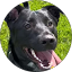 Profile photo of KJ’s K9’s PLUS