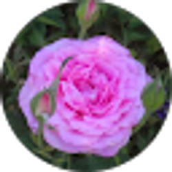 Profile photo of Pamela Bernardo