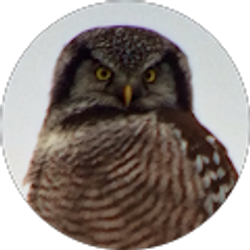 Profile photo of Robert Macey