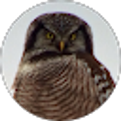 Profile photo of Robert Macey