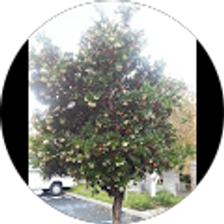 Profile photo of hamid ahmed