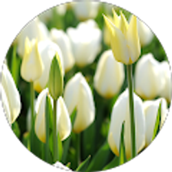 Profile photo of Nicole Walsh