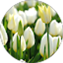 Profile photo of Nicole Walsh