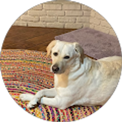 Profile photo of Caleb Rogovin