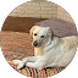 Profile photo of Caleb Rogovin