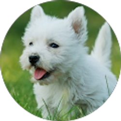 Profile photo of Huimin Song