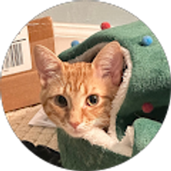 Profile photo of Matthew Chung