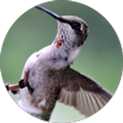 Profile photo of Rhonda Turner