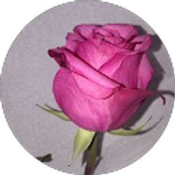 Profile photo of JENNIFFER Lara