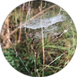 Profile photo of maddie Collins