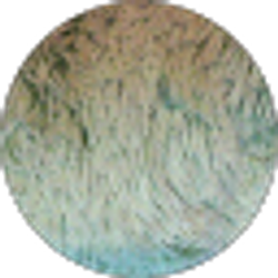 Profile photo of brownx eyedbeauty