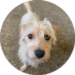 Profile photo of Sar CWA