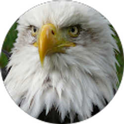 Profile photo of Rich Bansavich