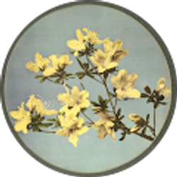 Profile photo of Rennie