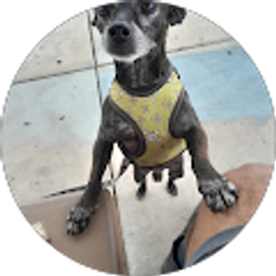 Profile photo of SOCCER Vlogs