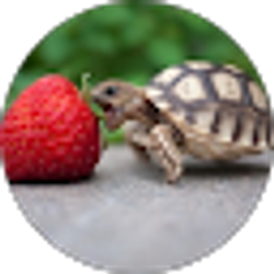 Profile photo of AC