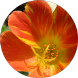 Profile photo of Michelle Carrillo