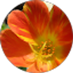 Profile photo of Michelle Carrillo