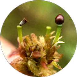 Profile photo of Sean Robinson