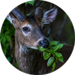 Profile photo of Tom Sprunger