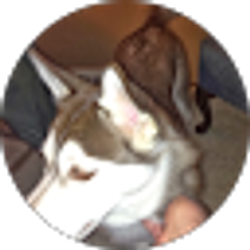 Profile photo of Bob Zimbelman