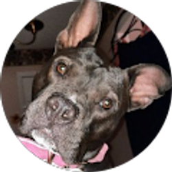 Profile photo of Kelly Mull