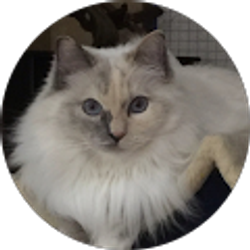 Profile photo of Roxann Corona