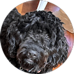 Profile photo of DOMINIQUE BURLISON