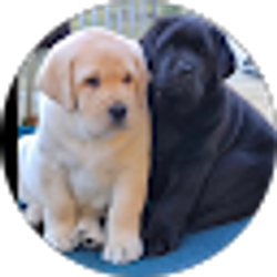 Profile photo of Melinda Carrig - Hanold