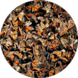 Profile photo of MARIA RODRIGUEZ-ARD