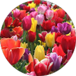 Profile photo of Regina Krantz