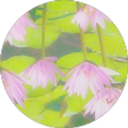 Profile photo of Olivia Langner