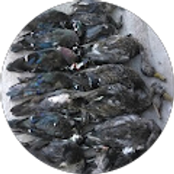 Profile photo of Tyler Matz