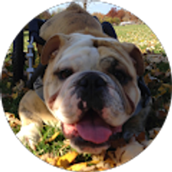 Profile photo of Opie's Special Needs English Bulldog Sanctuary