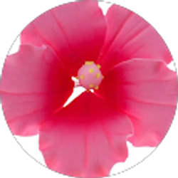 Profile photo of ENicole I