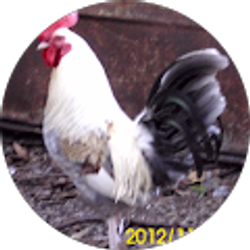 Profile photo of Carol Stoddard