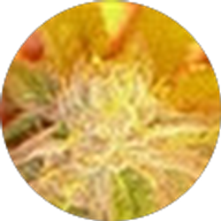 Profile photo of EpicPownage