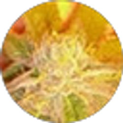 Profile photo of EpicPownage