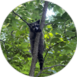 Profile photo of Caydence