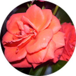 Profile photo of Tilleenna North