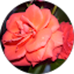 Profile photo of Tilleenna North