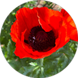 Profile photo of Renata Whitten