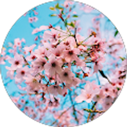 Profile photo of Robert Schoonmaker