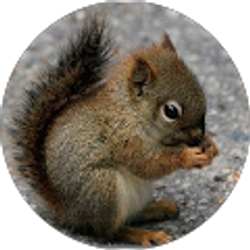 Profile photo of Daniel Whipple