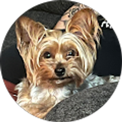 Profile photo of Jasmine Torres